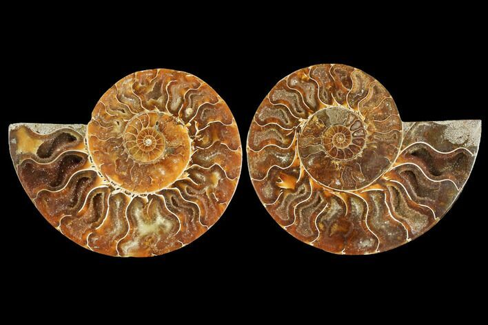 Sliced Ammonite Fossil - Crystal Pockets #114908